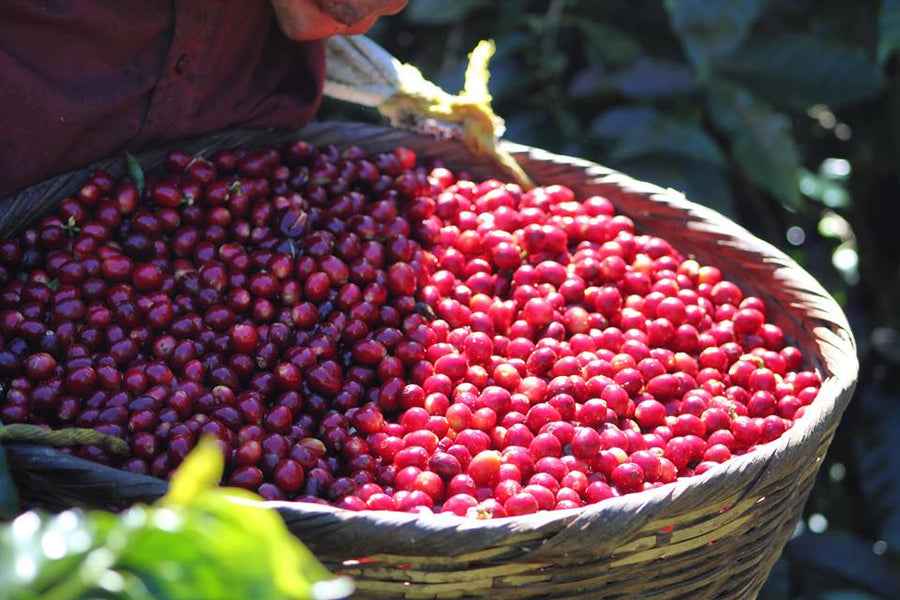 The Road to Perfect Coffee Bean Ripeness