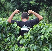 Stone Temple Coffees - Espresso Organic Fairtrade Whole Bean Coffee