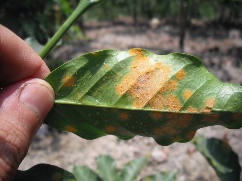 Coffee Leaf Rust Awareness