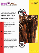Ugandan Extract Vanilla Beans Grade-B <br>For Extract Making<BR>By Count