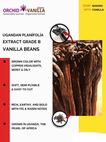 Advertisement for Ugandan Planifolia Extract Grade B Vanilla Beans with text and branding details.
