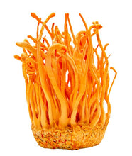 Organic Cordyceps Mushroom Powder