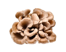 Organic Maitake Mushroom Powder