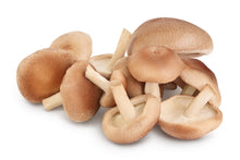 Organic Shiitake Mushroom Powder