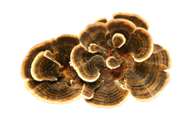 Organic Turkey Tail Mushroom Powder